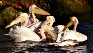 Pelikane im Teich